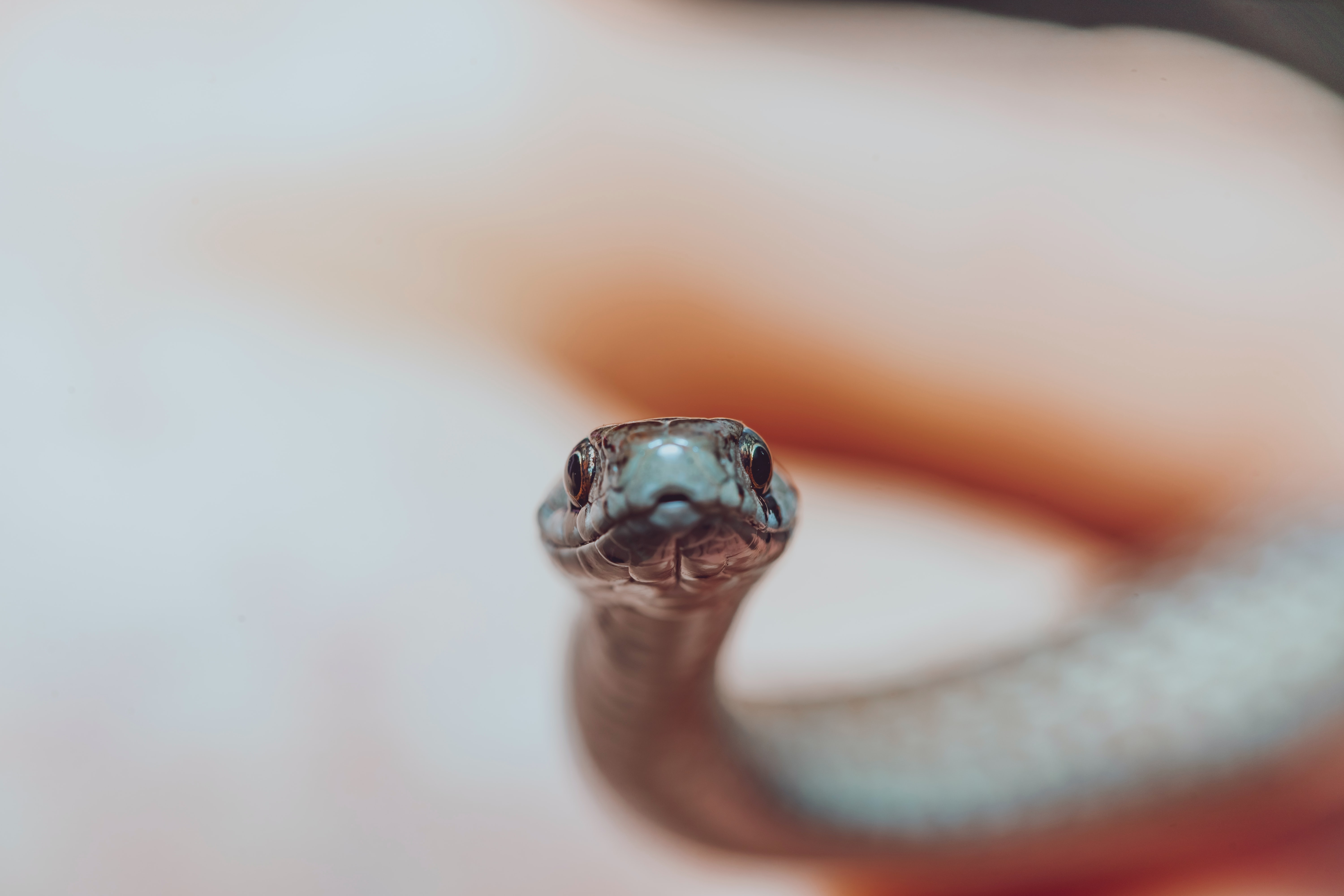 Snake